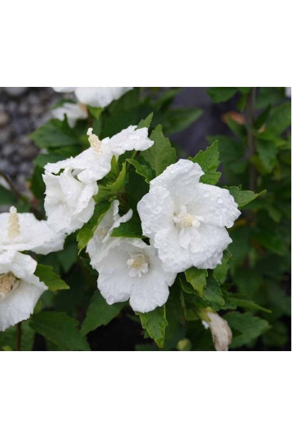 Великі білі квіти гібіскуса Вайт Шифон.